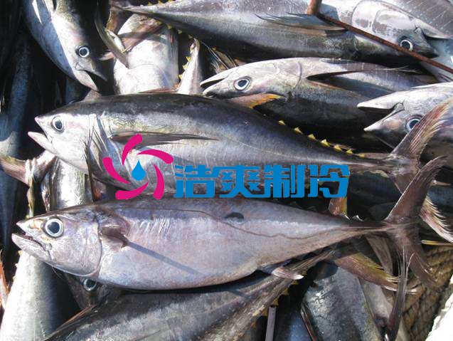 浩爽制冷，海鮮冷凍庫